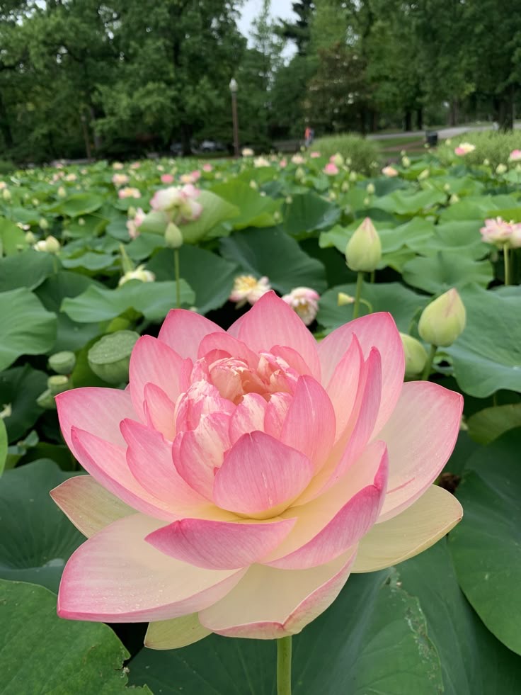 Fiore di loto 